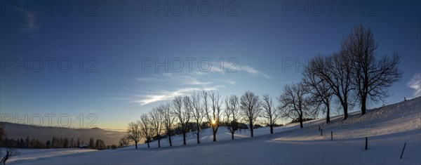 Sun shining through bare trees, snowy winter landscape on the Brunnersberg, Solothurn, Switzerland,