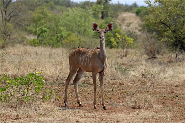 Greater Kudu, zambezi greater kudu (Strepsiceros zambesiensis), adult, female, foraging, Kruger