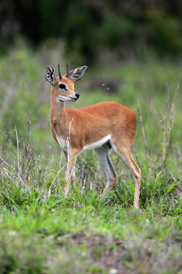 Steenbok (Raphicerus campestris), adult, male, foraging, vigilant, dwarf antelope, Kruger National