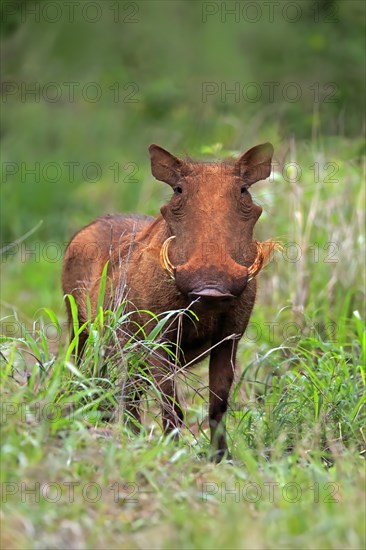 Warthog, (Phacochoerus aethiopicus), adult, foraging, alert, Kruger National Park, Kruger National