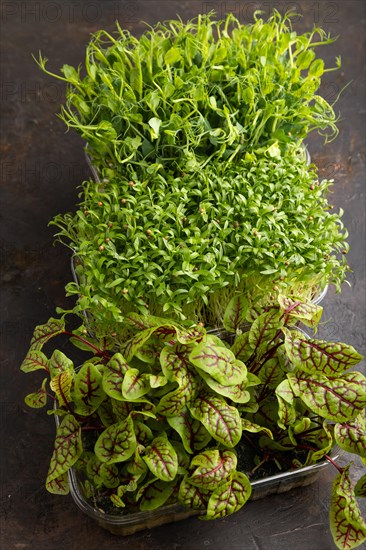 Set of boxes with microgreen sprouts of sorrel, pea, cilantro on black concrete background. Side