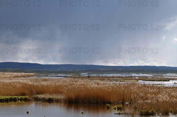 Wetland biotope in the Peene Valley, overwatered meadows, rare habitat for endangered plants and