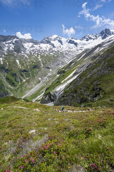Mountaineer on hiking trail in picturesque mountain landscape with blooming alpine roses, in the