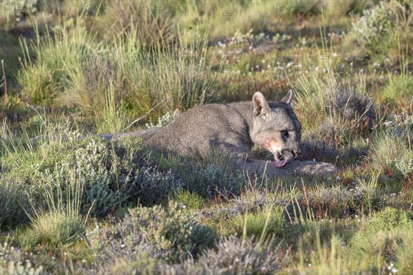 Cougar (Cougar concolor), silver lion, mountain lion, cougar, panther, small cat, cleans itself,