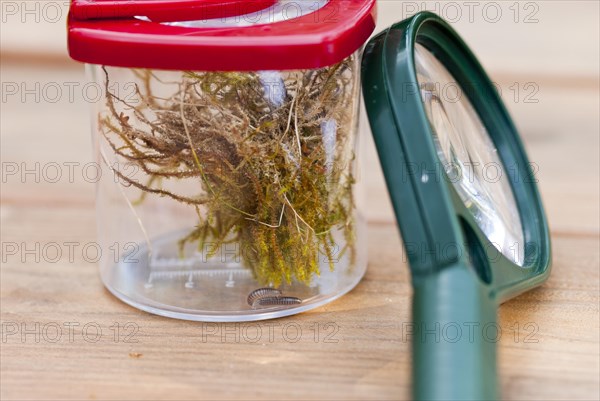 Millipede (Myriapoda) or centipede with moss in cup magnifying glass with red lid, green magnifying