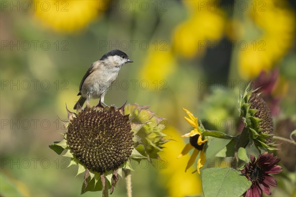 Marsh tit (Poecile palustris) adult bird on a Sunflower (Helianthus spp) seed head, Suffolk,