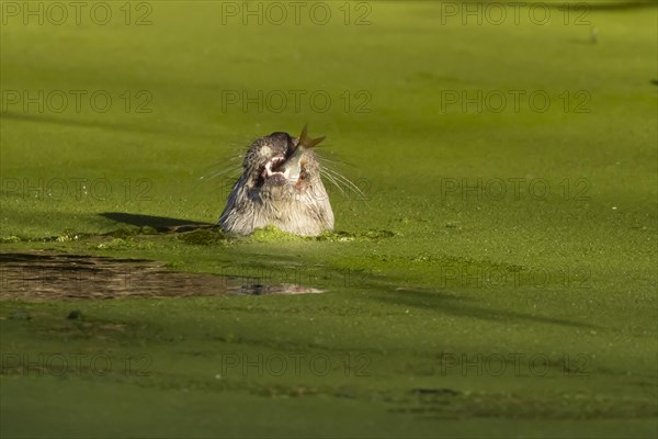 European Otter (Lutra lutra) adult feeding on a fish in a lake, Suffolk, England, United Kingdom,