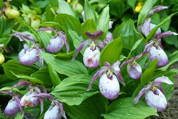 Beautiful orchid flowers of pink color with green leaves in the garden. Lady's-slipper hybrids.