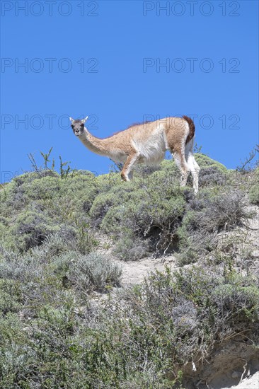 Guanaco (Llama guanicoe), Huanako, Torres del Paine National Park, Patagonia, End of the World,