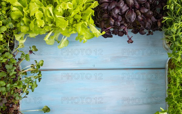 Set of boxes with microgreen sprouts of purple and green basil, sunflower, radish, sorrel, pea,