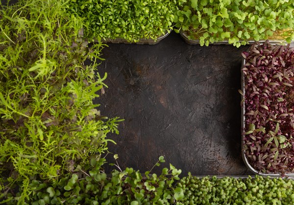 Set of boxes with microgreen sprouts of amaranth, rucola, watercress, mustard, mizuna and kohlrabi
