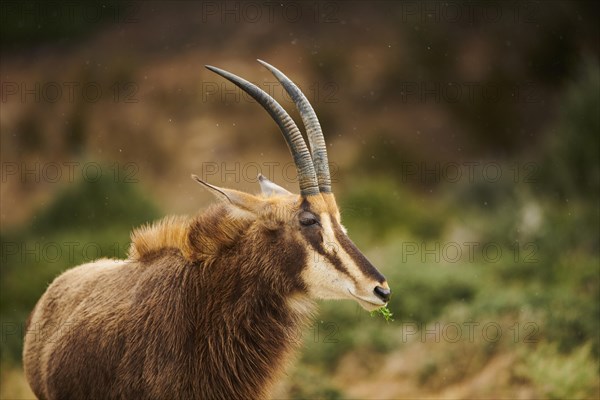 Sable antelope (Hippotragus niger), portrait, in the dessert, captive, distribution Africa