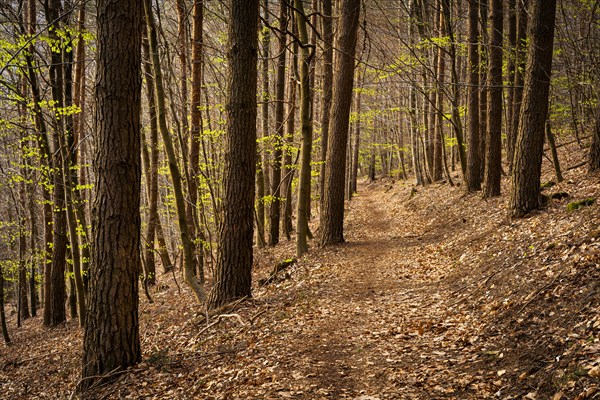 Forest landscape, a forest path in spring. The forest is still almost bare, the first trees are