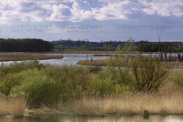 Wetland biotope in the Peene valley, waterlogged meadows, rare habitat for endangered plants and