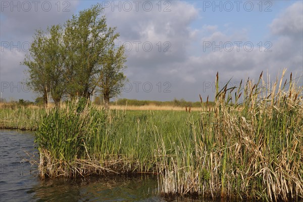 Wetland biotope in the Peene valley, waterlogged meadows, rare habitat for endangered plants and