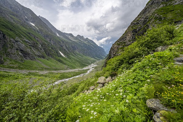 Green mountain valley Floitengrund with mountain stream Floitenbach, Berliner Hoehenweg, Zillertal