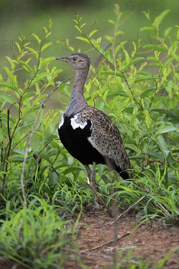 Red-crested Bustard, (Lophotis ruficrista), adult, foraging, vigilant, Kruger National Park, Kruger