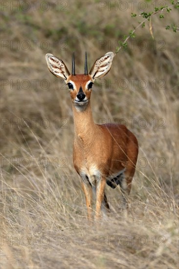 Steenbok (Raphicerus campestris), adult, male, foraging, vigilant, dwarf antelope, Kruger National
