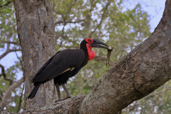 Southern ground hornbill (Bucorvus leadbeateri), adult, feeding, with prey, on tree, Kruger