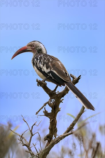 Red-billed hornbill (Tockus erythrorhynchus), adult, on wait, Kruger National Park, Kruger National
