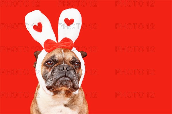 Cute French Bulldog dog wearing Valentine's Day headband with bunny ears with hearts on red
