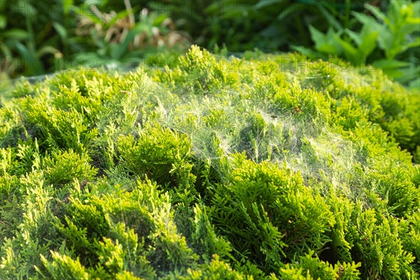 Thuja Occidentalis, western red cedar shrub with beautiful spider net in sunlight in the garden,