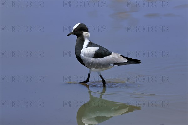 Black-headed Lapwing, (Vanellus armatus), adult, in water, foraging, alert, Kruger National Park,