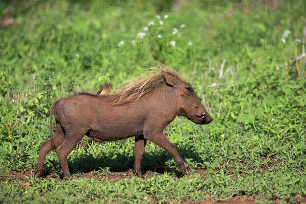 Warthog, (Phacochoerus aethiopicus), with red beak Oxpecker, (Buphagus erythrorhynchus), adult,