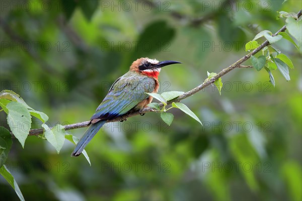 White-fronted bee-eater (Merops bullockoides), adult, on wait, Kruger National Park, Kruger