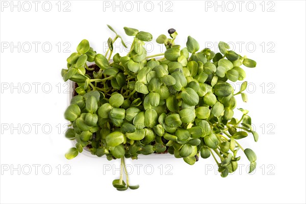 Plastic box with microgreen sprouts of sunflower isolated on white background. Top view, flat lay,