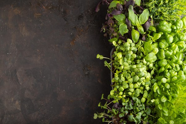 Set of boxes with microgreen sprouts of purple and green basil, sunflower, radish, pea on gray