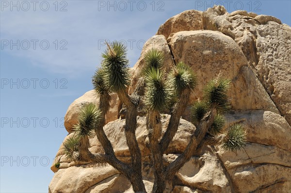 Monzogranite formations, Joshua Tree National Park, Palm Desert, Southern California, USA, North