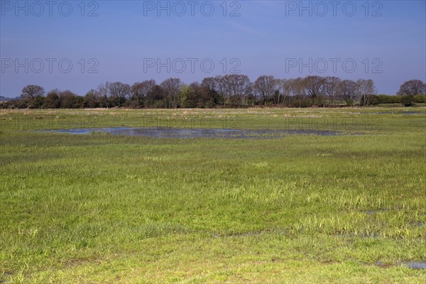 Wetland biotope in the Peene valley, waterlogged meadows, rare habitat for endangered plants and