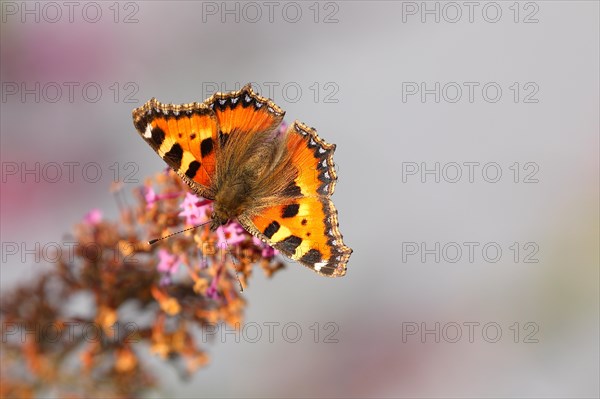 Small tortoiseshell (Aglais urticae), on summer lilac or butterfly-bush (Buddleja davidii), Wilden,
