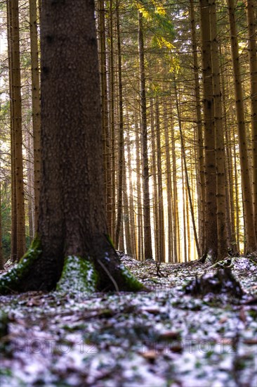 Tree trunks in a forest with light effects and patches of snow on the ground, Unterhaugstett, Black