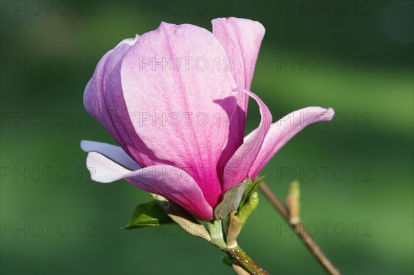 Magnolias (Magnolia), blossom, Baden-Wuerttemberg, Germany, Europe