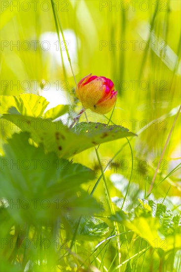 Cloudberry (Rubus chamaemorus), landscape, portrait, nature, close-up, summer, blurred background,