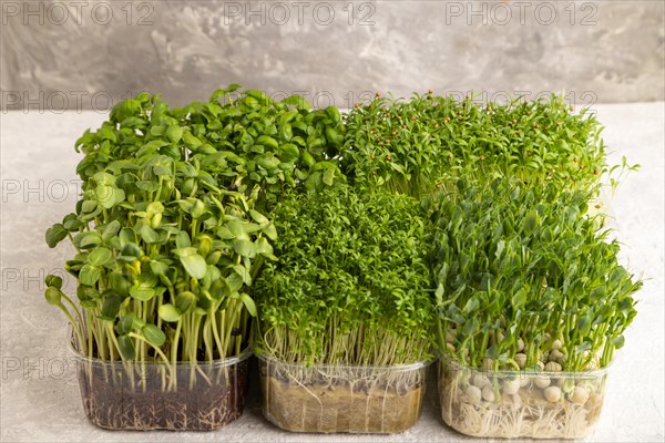 Set of boxes with microgreen sprouts of green basil, pea, cilantro, sunflower, watercress on gray
