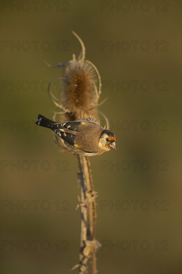 European goldfinch (Carduelis carduelis) adult bird on a Teasel (Dipsacus fullonum) seedhead,