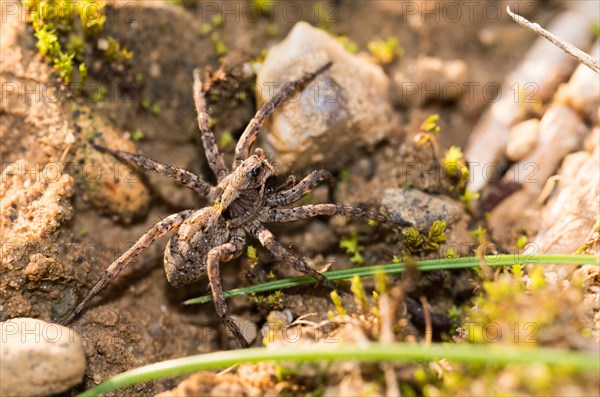 Conspicuous tarantula (Alopecosa accentuata) hunts in its natural habitat on sandy soil between