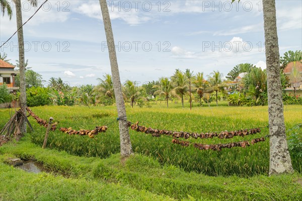 Rice fields in countryside, Ubud, Bali, Indonesia, green grass, large trees, jungle and cloudy sky.