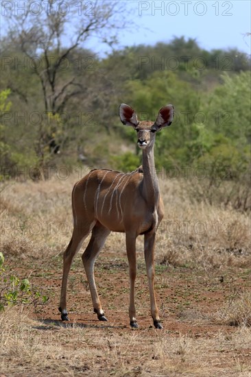 Greater Kudu, zambezi greater kudu (Strepsiceros zambesiensis), adult, female, foraging, Kruger