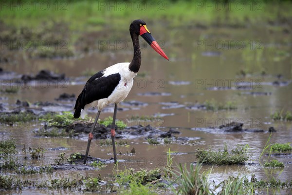 Saddle-billed stork (Ephippiorhynchus senegalensis), adult, foraging, in the water, Kruger National