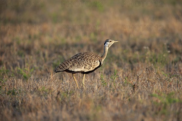 Black-bellied bustard (Lissotis melanogaster), adult, male, foraging, alert, Sabi Sand Game