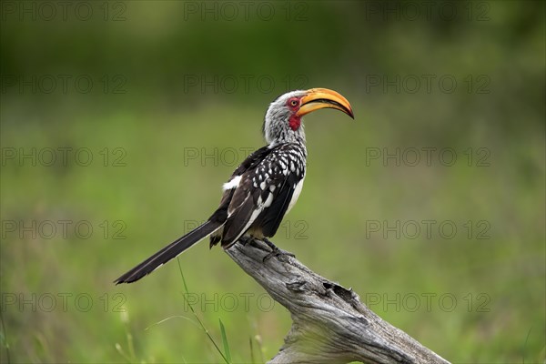Southern yellow-billed hornbill (Tockus leucomelas), adult, in perch, Kruger National Park, Kruger