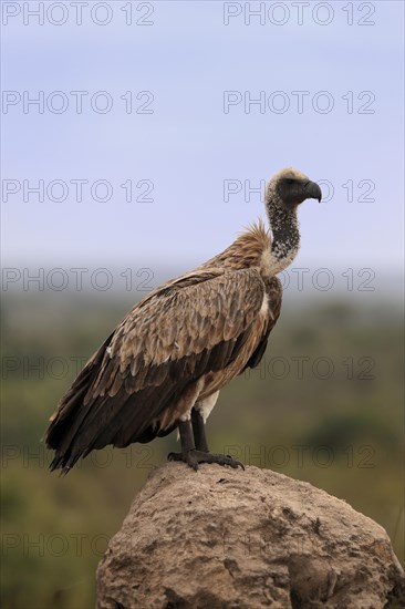 White-backed vulture (Gyps africanus), adult, alert, on rocks, Sabi Sand Game Reserve, Kruger