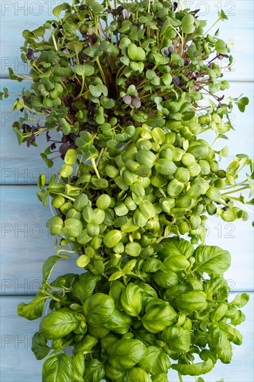 Set of boxes with microgreen sprouts of sunflower, basil, radish on blue wooden background. Top