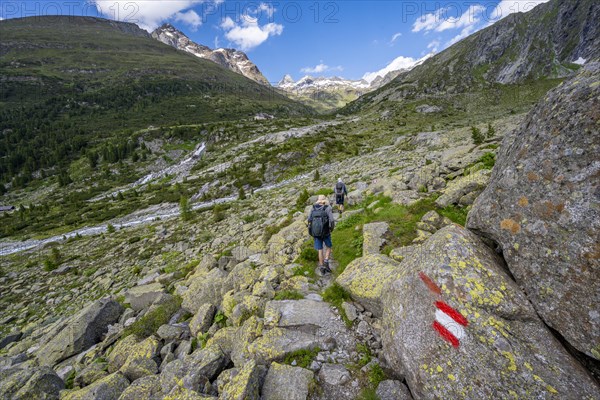 Mountaineers on a hiking trail with blooming alpine roses, rocky mountain peaks and Hornkeesbach