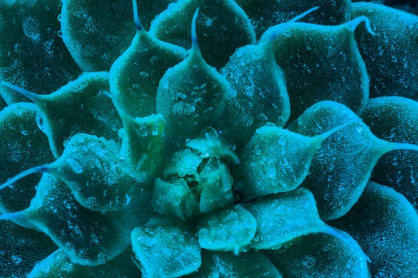 Macro of succulent cactus belonging to the family of Crassulaceae with water droplets photographed