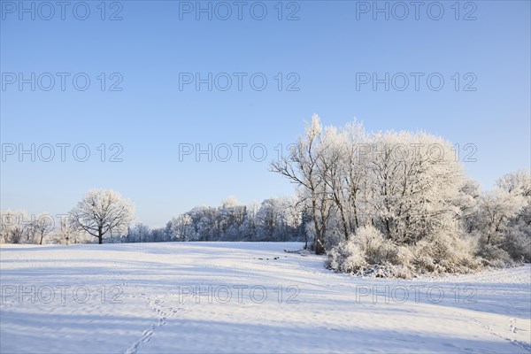 Snowy winter landscape near Polling an der Ammer. Polling, Paffenwinkel, Upper Bavaria, Germany,